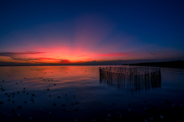 The blurred abstract background of the seagulls flying with the twilight light in the evening, and a multitude of birds on the branch while watching the evening.