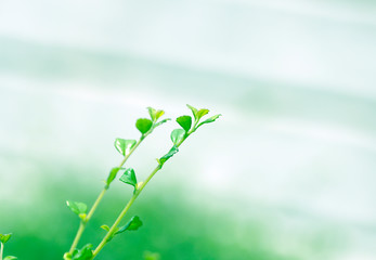Closeup nature view of green leaf in garden at summer under sunlight