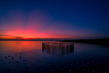 The blurred abstract background of the seagulls flying with the twilight light in the evening, and a multitude of birds on the branch while watching the evening.