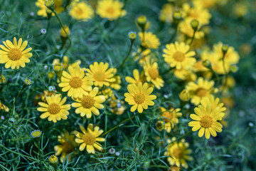Beautiful selective focus Dahlberg Daisy flower in a garden.Also know as bristleleaf pricklyleaf,shooting star or golden fleece.(Thymophylla tenuiloba)Close up yellow flower.