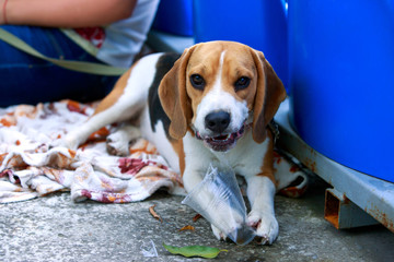 Dog breed beagle