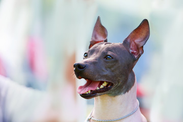 Dog breed mexican hairless dog
