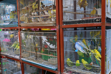Doha, Qatar. Selling birds on Souq Waqif - marketplace for selling traditional garments.
