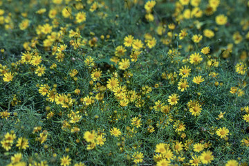 Beautiful selective focus Dahlberg Daisy flower in a garden.Also know as bristleleaf pricklyleaf,shooting star or golden fleece.(Thymophylla tenuiloba)Close up yellow flower.