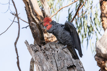 Gang-gang Cockatoo male