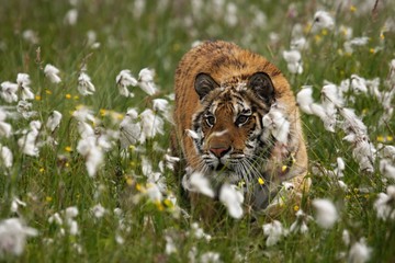 The Siberian tiger (Panthera tigris Tigris), or  Amur tiger (Panthera tigris altaica) in the...