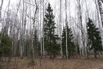 Russian forest in winter