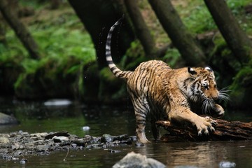 The Siberian tiger (Panthera tigris Tigris), or  Amur tiger (Panthera tigris altaica) in the forest walking in a river.