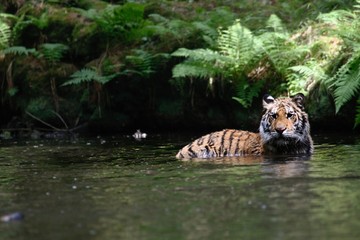 The Siberian tiger (Panthera tigris Tigris), or  Amur tiger (Panthera tigris altaica) in the forest walking in a river.