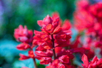 Salvia Flower in the garden.Beautiful red flower in the garden.Selective focus flower.Sage flower or Scarlet Sage.