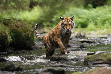 The Siberian tiger (Panthera tigris Tigris), or  Amur tiger (Panthera tigris altaica) in the forest...