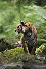 The Siberian tiger (Panthera tigris Tigris), or  Amur tiger (Panthera tigris altaica) in the forest walking in a river.