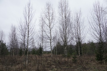 Obraz na płótnie Canvas Russian forest in winter