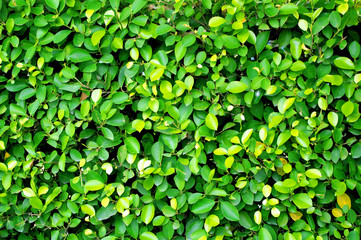 Fototapeta na wymiar green leaves brunch wall background texture