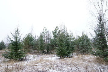 Russian forest in winter