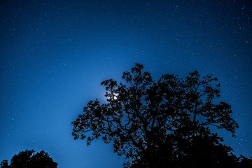 Sternenhimmel mit Baum © Digitalpress