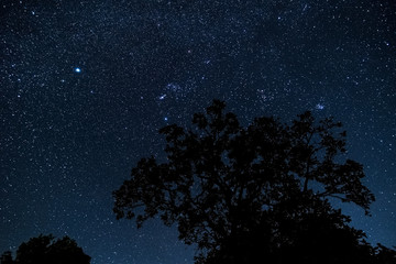 Sternenhimmel mit Baum © Digitalpress