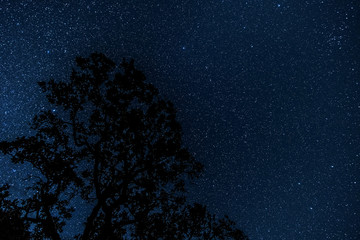 Sternenhimmel mit Baum © Digitalpress