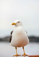 pretty seagull in close up