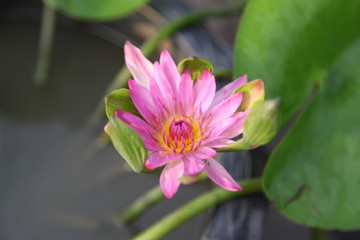 Water Lily in the pond.
