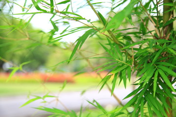 Green leaf Bamboo as background