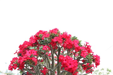 Impala Lily Adenium Blooming