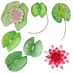 Watercolor green leaves of water lily, white and pink water lily. Great for invitations, greeting cards, textiles, web sites and other creative projects.