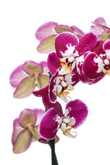 branch of lilac orchid flowers on a white background