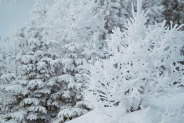Fototapeta na wymiar bushes covered in snow