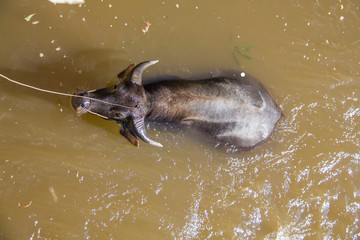 Brown buffalo sink itself in water 
