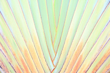 Texture and pattern detail of banana fan