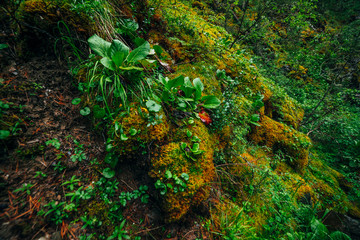 Beautiful taiga scenery with rich flora on mossy slope. Green red leaves of bergenia crassifolia among thick moss on mountainside. Atmospheric green forest landscape with fresh greenery.