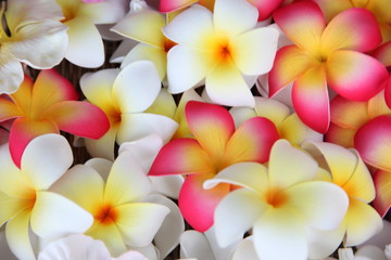 Close up frangipani flowers background