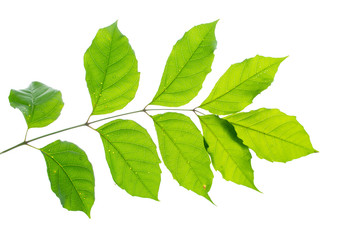 Fototapeta na wymiar green leaf brunch isolate on white background