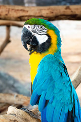 Blue and yellow Macaws  parrot on timber