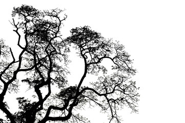 silhouette branch and leaf tree on white background