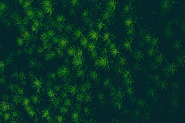 Fototapeta na wymiar Beautiful fresh green fern leaves background.
