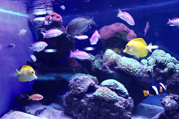 Fototapeta na wymiar Different tropical fishes swimming in aquarium water