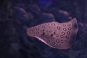 Tropical ray fish swimming in clear aquarium © New Africa