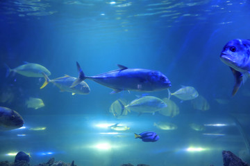 Different fishes swimming in clear aquarium water