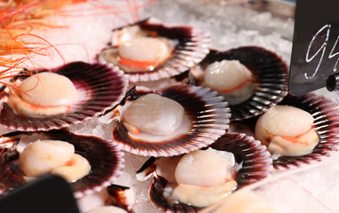 Fresh scallops on display with ice. Wholesale market