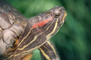 Obraz premium Water turtle close-up. Wild animal in a natural environment