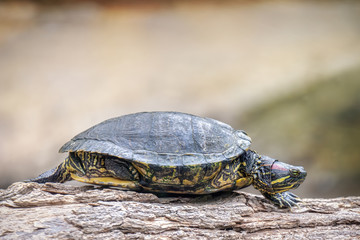 Water turtle walks on wooden trunk. Wild animal in a natural environment