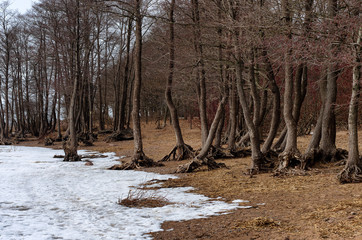 Trees with unusual roots growing outside the ground on the Baltic coast covered with ice and snow