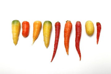 白地にカラフルなニンジン