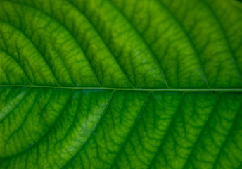 close up green leaf texture background