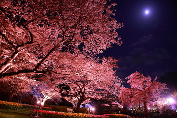 春に狂ったように咲く日本の夜桜