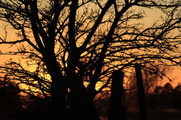 Sunset with a tree Silhouette out in the country north of Hutchinson Kansas USA.