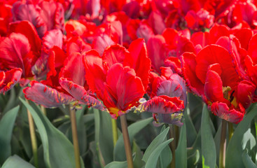 Petal of a vivid red tulip