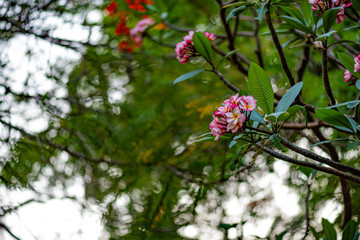 red flower on branch